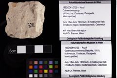 Foto (Objket + Etiketten) von Culmenformosa sp. 